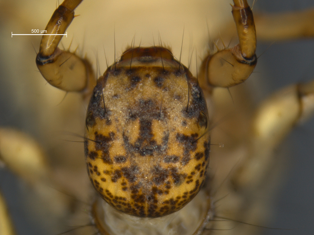 Anabolia laevis & furcata